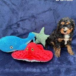 Dallas - Tri-color male Bernedoodle puppy in Katy, Texas from Tails of Cypress