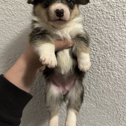 Kora - Black and tan female Pembroke Welsh Corgi puppy in Helmville, Montana from Calie’s Corgis