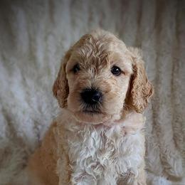 Goldendoodles from Hobbit Hollow Acres Kennels