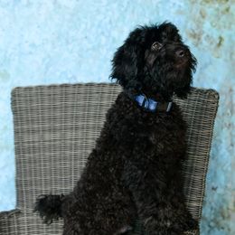 Sheepadoodle Puppies from Riley Grace Puppies