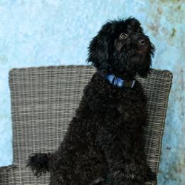 Sheepadoodle Puppies from Riley Grace Puppies