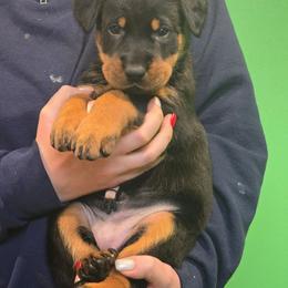 Red - Black and rust female Beauceron puppy in Batavia, New York from Oakland Beaucerons