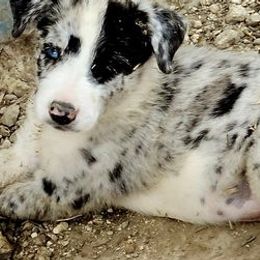 Border Collies from BAR T7 Ranch