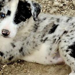 Border Collies from BAR T7 Ranch