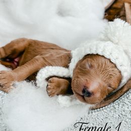 Female 1 - Red  female Goldendoodle puppy in Otisville, Michigan from Danie’s Darling Doodles LLC