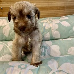 Miniature Schnauzer Puppies from Schnauzers on Robinson Lane