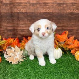 Puppy 6 Male - Red merle male Australian Shepherd puppy in Crystal River, Florida from Copper Top Aussies