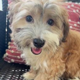 Girl 1 - Red female Havanese puppy in Rayne, Louisiana from Cajun Coast Havanese