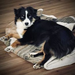 Lola - Australian Shepherd