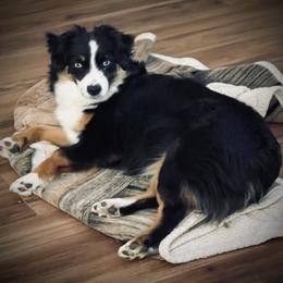 Lola - Australian Shepherd