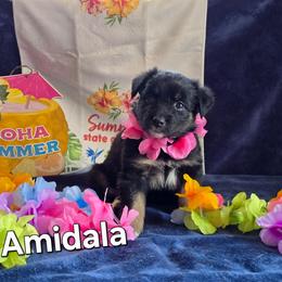 Amidala - Black tri-color female Australian Shepherd puppy in Smithfield, Utah from Invictus Farms
