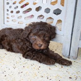 Australian Labradoodle Puppies from Australian Heritage Labradoodles