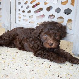 Australian Labradoodle Puppies from Australian Heritage Labradoodles