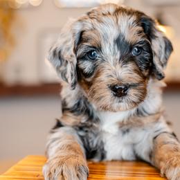Bernedoodles from Phoebe's Bebies