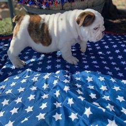 Stone - Red brindle and white male Bulldog puppy in Arlington, Washington from Stout's Hunting Labs and trsbullies