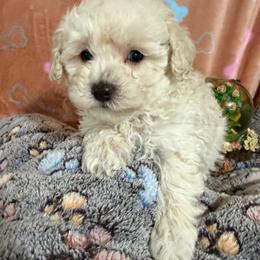 Icee - White female Poodle puppy in Pounding  Mill, Virginia from Rosa's Chihuahuas