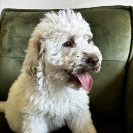 Mr Belding - Brown and white male Aussiedoodle puppy in Lake City, Florida from North Florida Poodles and Doodles