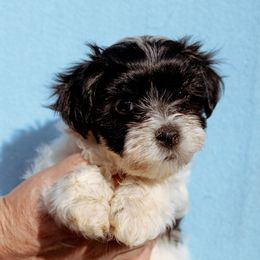 Julian - Black and white Havanese puppy in Piedmont, South Carolina from Moe's Goldens and HavAntics