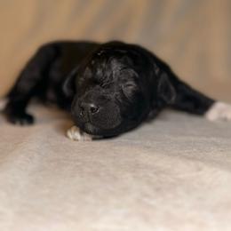 Boots - Black female Goldendoodle puppy in Saint Louis, Missouri from Jax Doodles