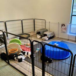 Aussiedoodle Puppies from Ever After Mini Doodles