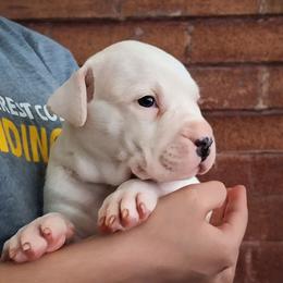 Boy 2 - White male Dogo Argentino puppy in Morgan Hill, Pennsylvania from De la Fuerza De Dios