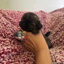 Vicki - Sable female Shih Tzu puppy in Walkertown, North Carolina from Lil’ Bit’s Shih Tzu
