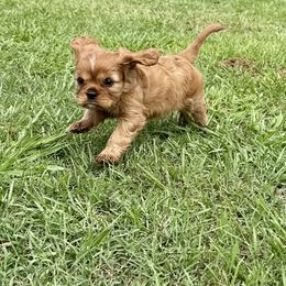 Cavalier King Charles Spaniel Puppies from Reynolds Farms Cavaliers