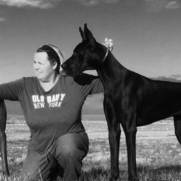 Great Danes from Thresher Danes