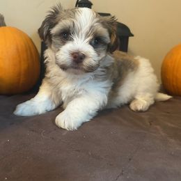 Simon - Chocolate sable male Havanese puppy in Ada, Michigan from ForestHillsHavanese