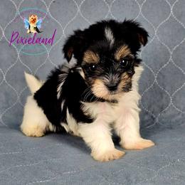 Samantha - Parti female Yorkshire Terrier puppy in Santa Clarita, California from Pixieland Yorkshire Terriers