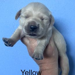 Yellow - Golden female Golden Retriever puppy in Jesup, Georgia from Painted Platinum Retrievers (Painted Platinum Kennel) PPK