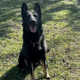 German Shepherds from Abenteurer German Shepherds