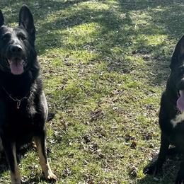 German Shepherds from Abenteurer German Shepherds