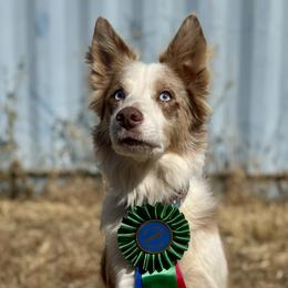 Border Collies and Golden Retrievers from R3 Sport Dogs (Rafter 3 Ranch)