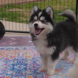Cove - Black and white male Pomsky puppy in Mesa, Arizona from Platinum Pomskies