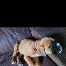 Boxer and Shih Tzu Puppies from L&L European Boxers and Shih Tzus