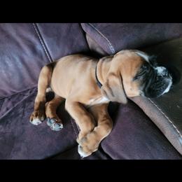 Boxer and Shih Tzu Puppies from L&L European Boxers and Shih Tzus