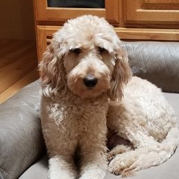 Maya - Goldendoodle