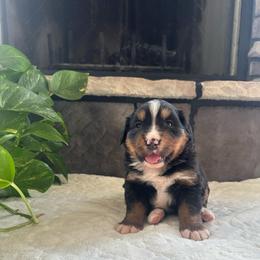 Flower - Black rust and white female Bernese Mountain Dog puppy in Dundee, Ohio from Steinhaus Dogs