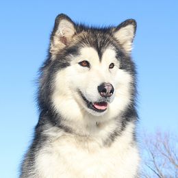 Waffle - Alaskan Malamute
