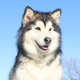 Waffle - Alaskan Malamute