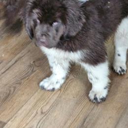 Gracie - White and brown female Newfoundland puppy in Honey Grove, Pennsylvania from Heinrich Family Newfoundlands