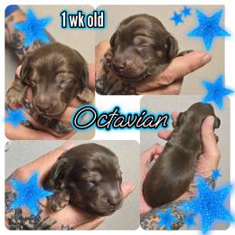 Octavian - Chocolate and tan male Dachshund puppy in New Caney, Texas from BouncinMiniWeenies