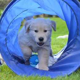 Golden Retriever Puppies from Sunburst Goldens