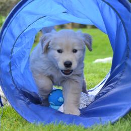 Golden Retriever Puppies from Sunburst Goldens