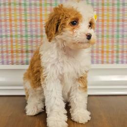 Wynter - Tri-color female Bernedoodle puppy in Russell Springs, Kentucky from 270 Doodles