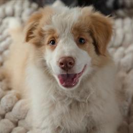 Tarzan - White and gold male Border Collie puppy in Fresno, California from Alpine Tails