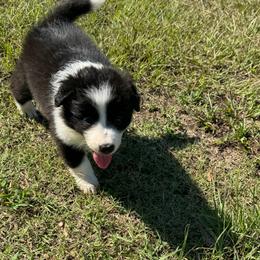 Willow - Black female Border Collie puppy in Erwin, North Carolina from Herd That Farms