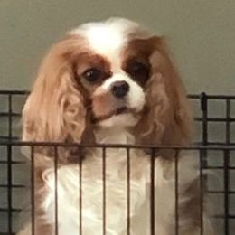 Tillie - Cavalier King Charles Spaniel