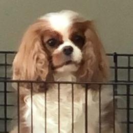 Tillie - Cavalier King Charles Spaniel